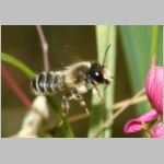 Megachile ericetorum - Blattschneiderbiene m11e 11mm.jpg